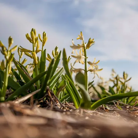 Prázdninový dům Ecohome Storm 8personen En Baby Zeezand Recreatie