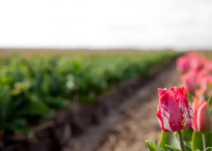 Casa vacanze Ecohome Storm 8personen En Baby Zeezand Recreatie