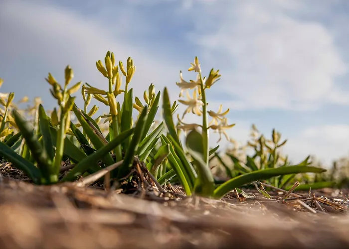 Casa vacanze Ecohome Storm 8personen En Baby Zeezand Recreatie