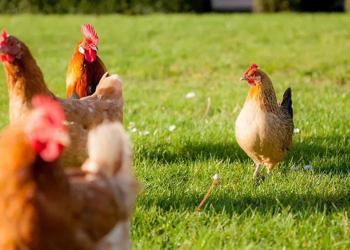 Ecohome Storm 8personen En Baby Zeezand Recreatie 't Zand