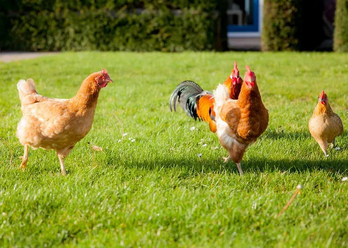 Casa vacanze Ecohome Storm 8personen En Baby Zeezand Recreatie 't Zand