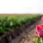 Holiday home Ecohome Storm 8personen En Baby Zeezand Recreatie