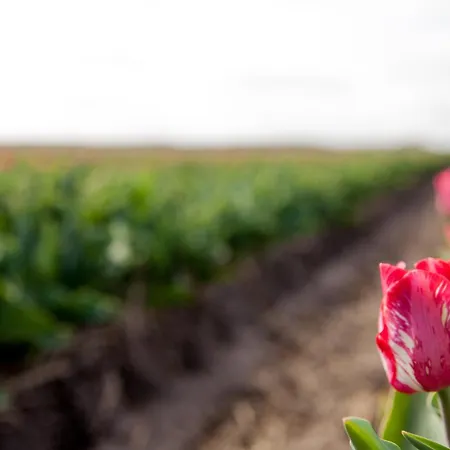 בית נופש Ecohome Storm 8personen En Baby Zeezand Recreatie