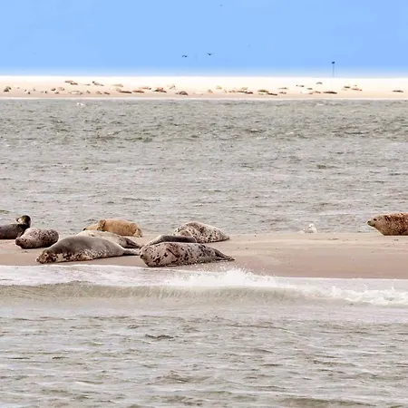 בית נופש Ecohome Storm 8personen En Baby Zeezand Recreatie