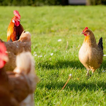 Ecohome Storm 8personen En Baby Zeezand Recreatie ט-זנד