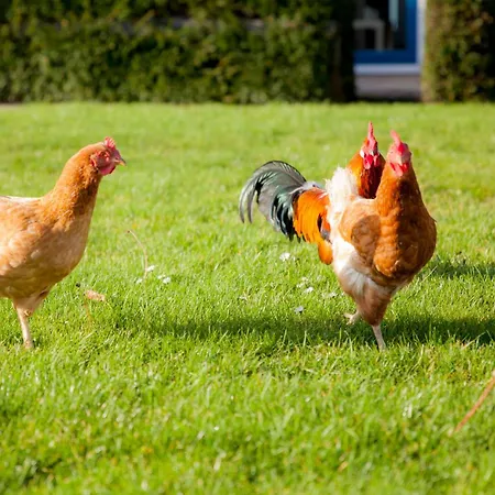 בית נופש Ecohome Storm 8personen En Baby Zeezand Recreatie ט-זנד